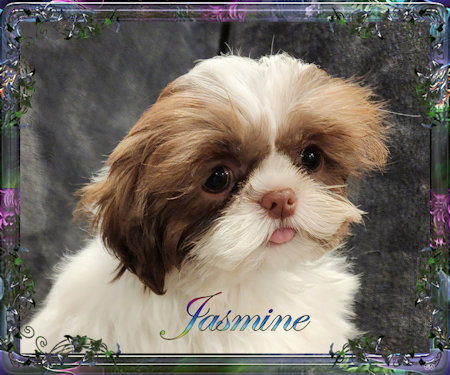 Tiny little female chinese imperial shih tzu puppies for sale teacup